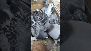 It’s delightful to watch them eating everyone is busy with the food🕊️ #pigeon #birds