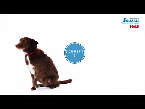 Video: So trainieren Sie Ihren Hund zum Tragen eines Halfters
