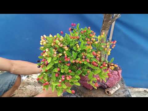 Video ms703,glae cây sầm đá 150k,ae ưng ý Lh,0933053024, tỉnh - youtube