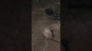 Opie the Opossum