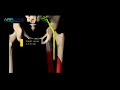 -Hamstring