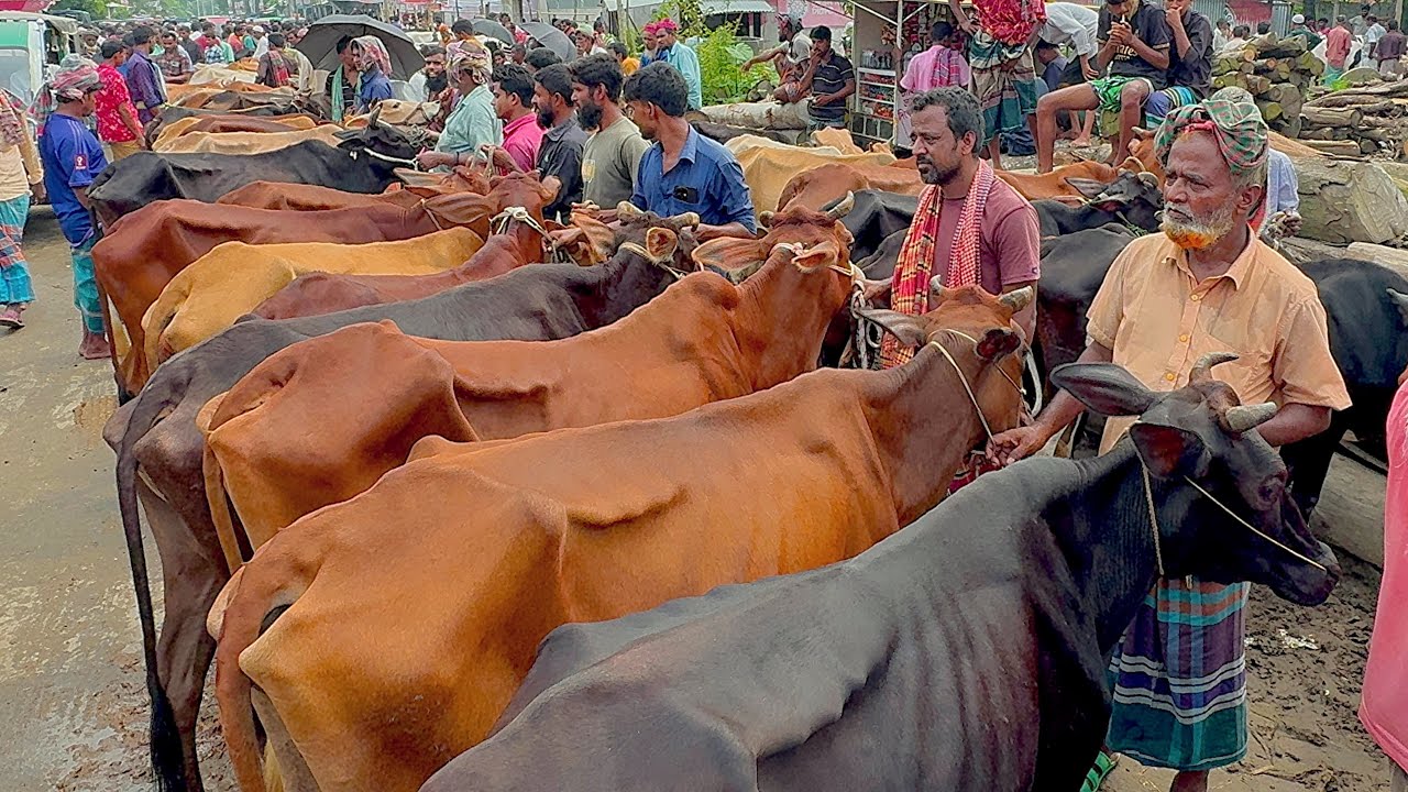 জামালপুর জেলার,সরিষাবাড়ী উপজেলার, পিকনা গরুর হাট। সবচেয়ে কম দামে হাড্ডি স্যার গাভী গরু ক্রয় করুন।