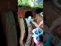 Mini Train Vs Kuda Poni