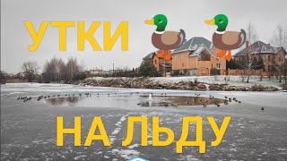#Утки 🦆 на льду и Зимний Снег - Озеро и Дикие #Птицы, Природа и #Животные Украины Ducks Lover 4k