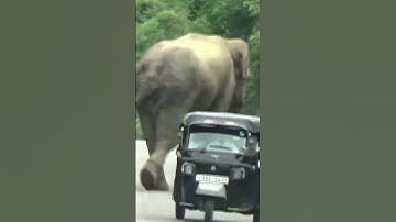 Wild Elephant Attacks a Tuk Tuk on the Road! 🐘💥#WildElephant #ElephantAttack #ElephantVsTukTuk