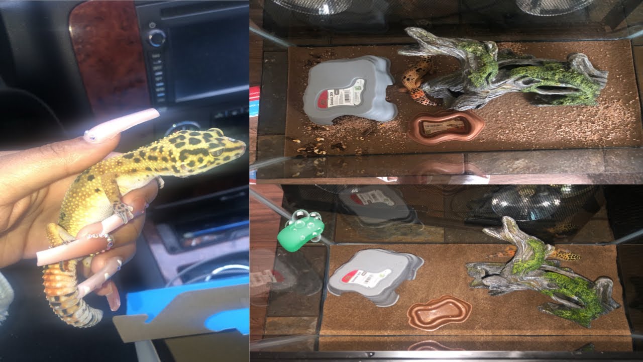 How to clean your leopard gecko tank YouTube