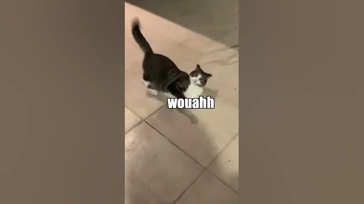 "Hey Sharon" #cat #cats #funny #tiktok #viral #sho...