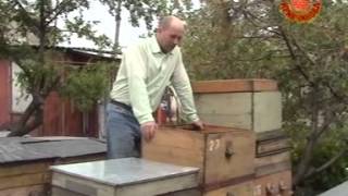 Повышения качества пчелосемей ч1