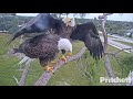 SWFL Eagles ~ Harriet Wants Eggs! Shows Dominance & Repeatedly Foots M15! 😊😊 12.4.20