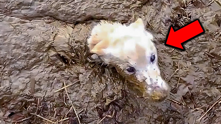 Un hombre rescata a un perro de un pantano  Lo que pasó después fue increíble