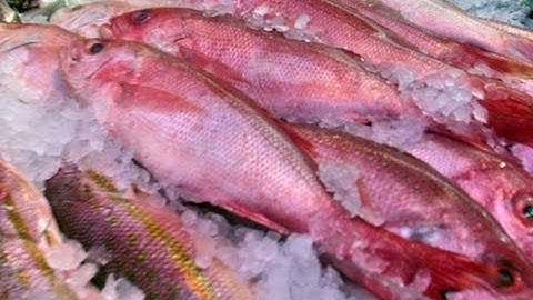 FDA to Update Mercury-Safe Seafood Guidance