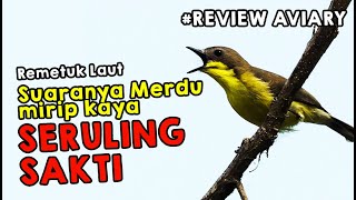 Review Penghuni Aviary  I  REMETUK LAUT...SI MUNGIL BERSUARA MERDU