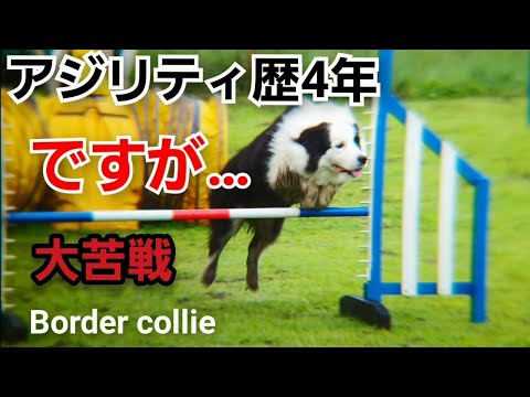 アジリティって難しい【ボーダーコリー】