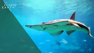 Sharks And Rays Predators Of The Ocean 4K Doentary