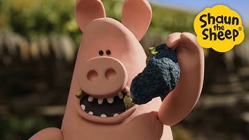 Lost Hat🐑 Shaun the Sheep 🐑 - Cartoons for Kids 🐑 Full Episodes Compilation [1 hour]