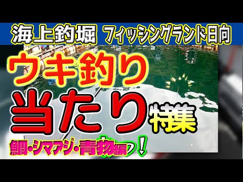 【海上釣堀】初心者必見!? ウキ釣りで色々釣ってます。参考になりますか？