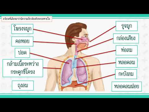 โครงสร้างในระบบหายใจของมนุษย์ ม.5 (อาจารย์พลอย)