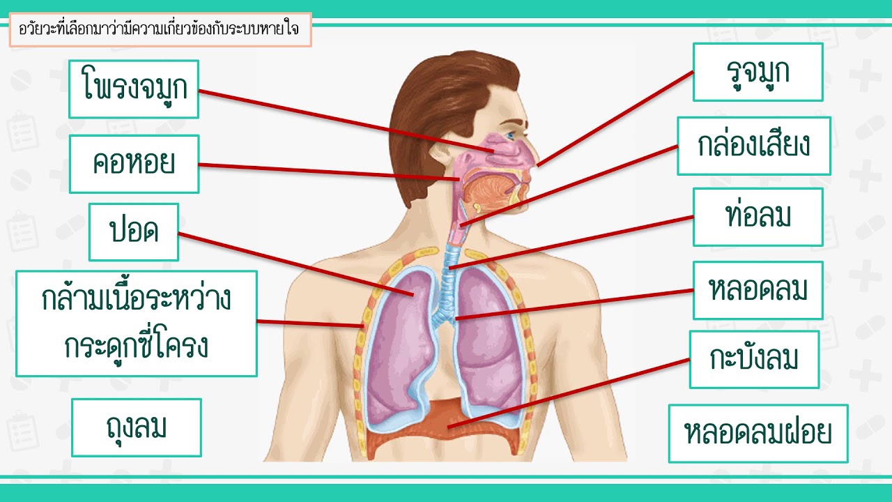 โครงสร้างในระบบหายใจของมนุษย์ ม.5 (อาจารย์พลอย)