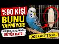 %90 Kişi Bunu Yapmıyor! Muhabbet Kuşlarında Büyük Hata! Çoğu Kafeste Eksik #muhabbetkuşu