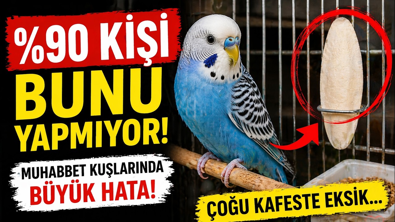 %90 Kişi Bunu Yapmıyor! Muhabbet Kuşlarında Büyük Hata! Çoğu Kafeste Eksik #muhabbetkuşu