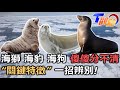 海獅?海豹?還是海狗? 靠&quot;這特徵&quot;快速分辨!超機靈海獅 &quot;偷學&quot;開門+關燈 萌度爆表! T觀點20240525(1/3)