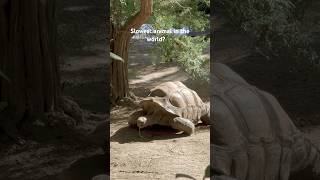 The Slowest Animal in the World? 🐢 #slowestanimal