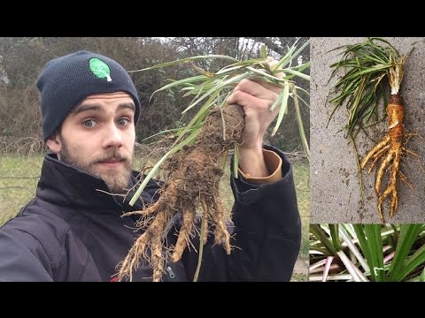 Video: Wachsende Haferwurzel