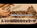 ルトとロゼに猫用マッサージをしたら天使みたいな顔になった!