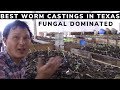 Best Worm Castings I Found in Texas and Maybe the USA