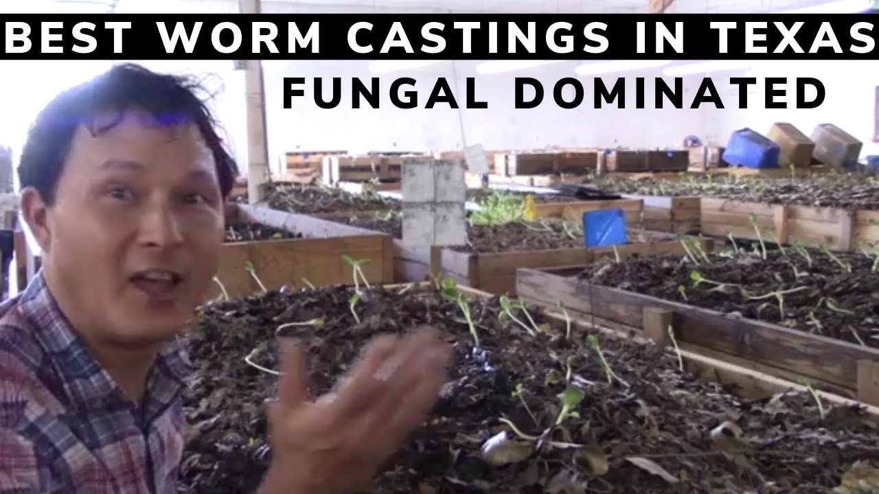 Best Worm Castings I Found In Texaaybe The Usa Best Worm Castings I Found In Texaaybe The Usa
