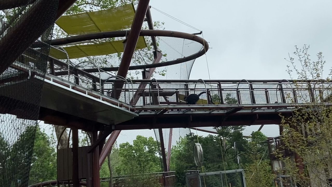 Francois langurs explore Primate Canopy Trails at Saint Louis Zoo YouTube