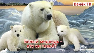 ТОП-10 интересных фактов про белого медведя! Смотри! ТОП-10 интересных фактов про белого медведя! Смотри!