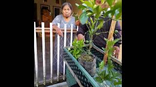 Penjual Tanaman Buah Buahan Keliling Kampung Magelang ●□■ Minggu 24 Mei 2026