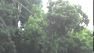 Tree Branch Down on Power Lines- near Cedar Point, IL