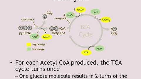 Microbial Metabolism Part 2