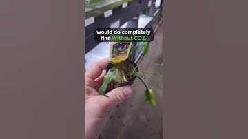 Thumbnail of Do you need CO2 For Aquarium Plants?