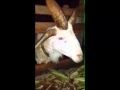 بالفيديو خروف بأربعه قرون في حالة نادره جدا 