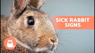 10 SIGNS of a SICK RABBIT 🐰🤒 Symptoms Your Rabbit Is Sick