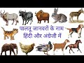 domestic animal Pet names Hindi and English  पालतू जानवरों के नाम हिंदी और इंग्लिश में