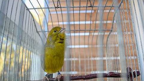 Your Canary Can’t Ignore THIS!