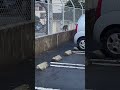 #cat retreats #ネコ in car park #kitakyushu