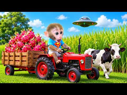 ลูกลิงบอนบอนขับรถแทรกเตอร์: จากการโจมตีของ UFO สู่การเก็บเกี่ยวหญ้าสำหรับฝูงสัตว์