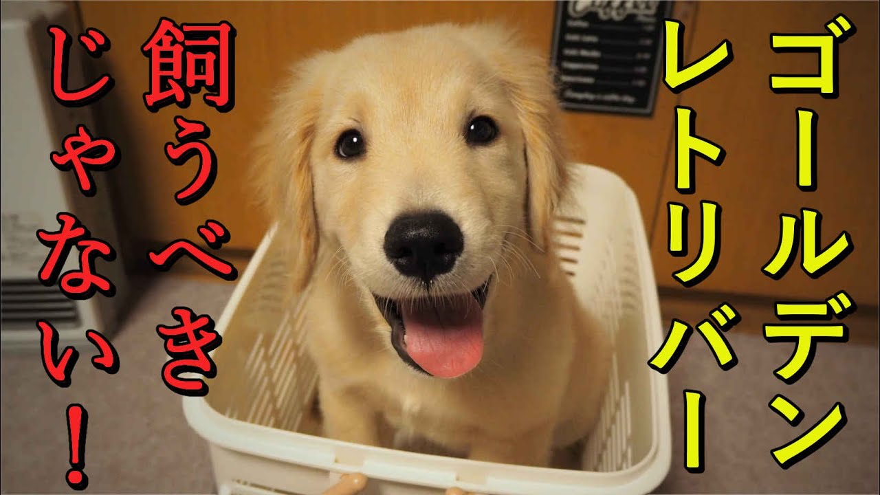 トイレトレーニング 成功した方法と思うこと ゴールデンレトリバーの子犬 Youtube