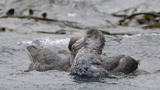 First case of H5 bird flu confirmed in New South Wales