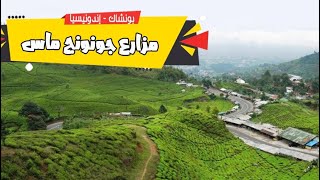 افضل وارخص الاماكن السياحية في بونشاك - إندونيسيا | مزارع جونونج ماس