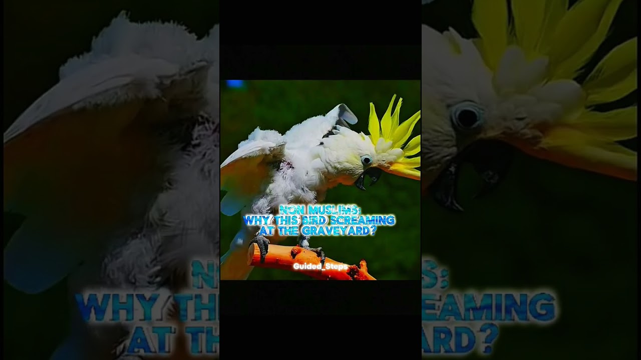 Only Muslims know😢