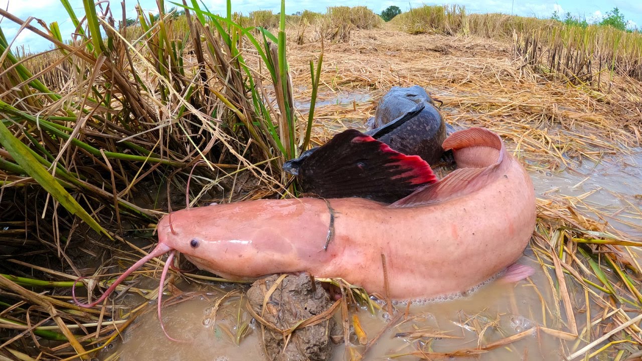technique fishing! catch a lot of fish under straw at field by hand a ...