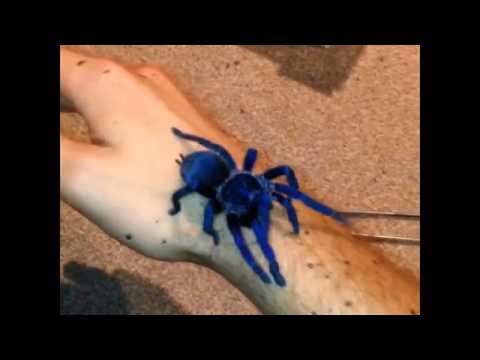 Sazimas Tarantula || ViralHog