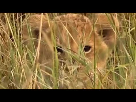 Hide and Seek with the Lion Cubs | Little Big Cat | BBC Earth