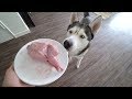 Husky vs Whole Quail! (ASMR)